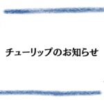 チューリップのお知らせ